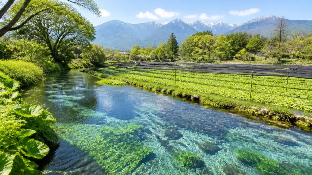 安曇野わさび田湧水群の見どころ完全ガイド｜名水百選の透明な湧水と散策ルートのアイキャッチ画像